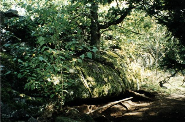 Ein großer Felsen in einem Wald mit Bäumen und Pflanzen, der ein Foto von Gift-Weide auf seiner Oberfläche und Holzstöcke auf dem Boden darunter zeigt.