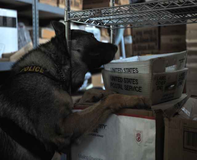Polizeihund liegt auf einem Stapel Kisten in einem Lagerhaus, umgeben von Kartonagen auf Regalen.