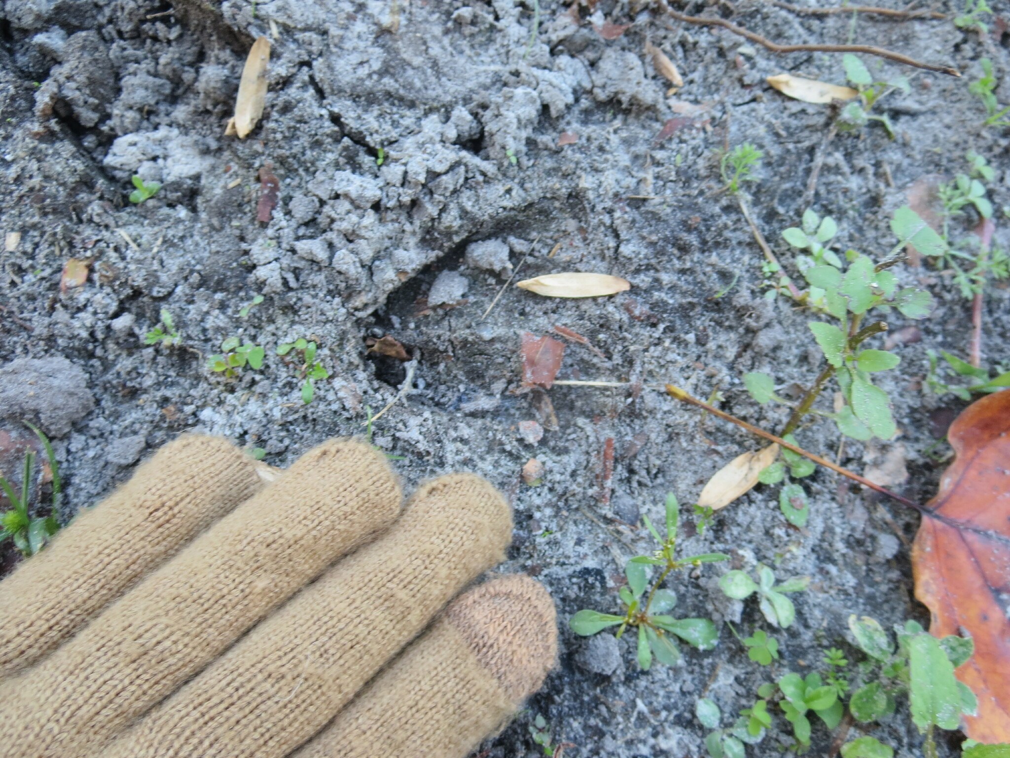 Ein Paar Handschuhe ruht auf erdbedecktem Boden neben kleinen Pflanzen, trockenen Blättern und Zweigen.