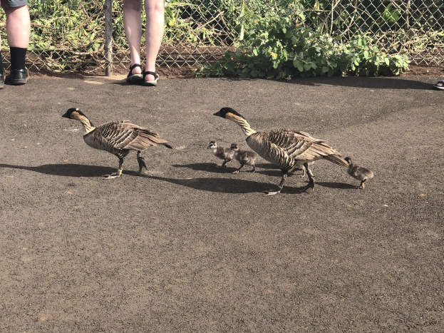 Eine Familie aus vier Gänsen, zwei Erwachsene in Sandalen und zwei Gänslinge, die in einer Reihe eine Straße neben einem Zaun entlanggehen.