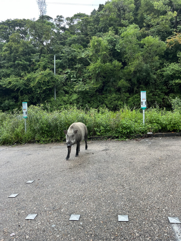Ein Wildschwein überquert einen Parkplatz neben einem Wald, umgeben von Bäumen und Pflanzen im Hintergrund.