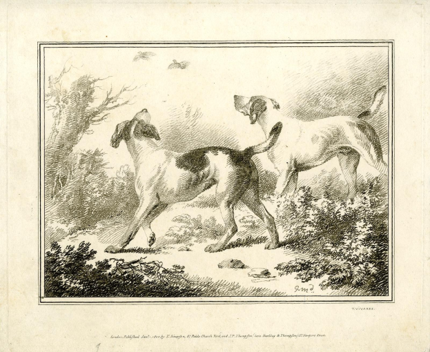 Zwei Hunde laufen in einem bewaldeten Gebiet mit Grün, mit Text am unteren Bildrand.