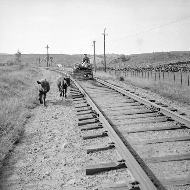 Schwarz-weiß-Foto von zwei K"uhen, die auf den Bahngeleisen gehen, mit einer Person auf einem Fahrzeug im Vordergrund, Gras und einem Zaun auf beiden Seiten der Geleise und H"user, B"ume und Masten im Hintergrund unter dem Himmel.