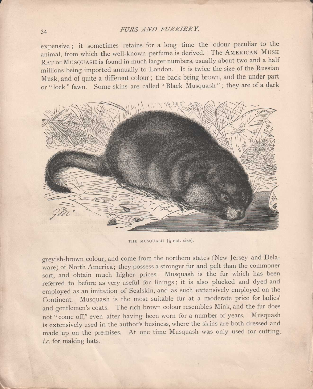 Offenes Buch mit dem Titel 'Pelze und Pelztiere' mit einer detaillierten, realistischen Zeichnung eines amerikanischen Wasserhörnchens mit sichtbarem Fell und Merkmalen, begleitet von beschreibendem Text.