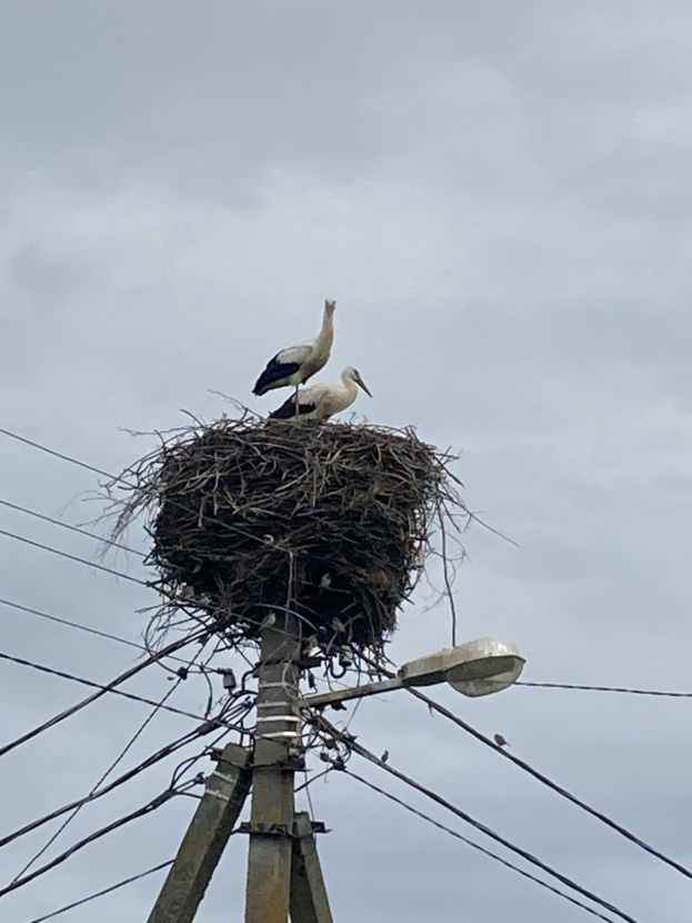 Zwei Weißstörche auf einem Nest auf einer Strommast, mit einer Straßenlaterne, die sie beleuchtet, und Drähten, die an der Stange entlanglaufen.