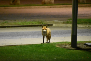 Ein Fuchs steht nachts auf der Straße, umgeben von Gras und einem Pfahl auf der rechten Seite, mit einigen Tieren im Hintergrund.