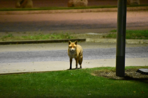 Ein Fuchs steht nachts auf der Straße, umgeben von Gras und einem Pfahl auf der rechten Seite, mit einigen Tieren im Hintergrund.