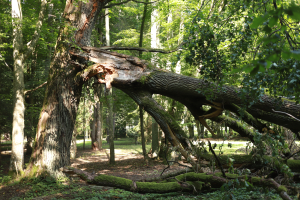 Ein großer Baum liegt gefällt inmitten eines Waldes, umgeben von anderen Bäumen und Pflanzen.