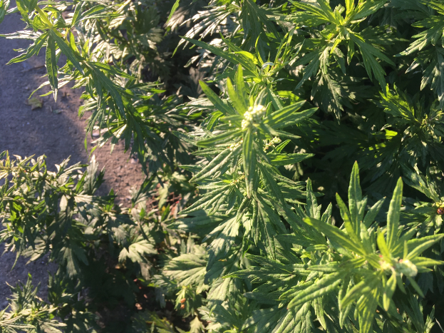 Ein Nahaufnahme eines Hanfgewächses mit grünen Blättern, die in einem Garten wachsen, mit Erde auf der linken Seite.