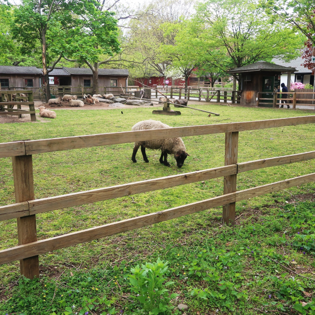 Ein Schaf, das auf einer eingezäunten Fläche mit einem Holzzaun grast, umgeben von grünem Gras und Pflanzen, mit Häusern, Bäumen und einem klaren blauen Himmel im Hintergrund.