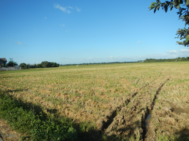 Ein bewirtschaftetes Feld mit einer Schotterstraße, ein Haus auf der linken Seite, umgeben von Grünflächen und Bäumen, unter einem klaren blauen Himmel.