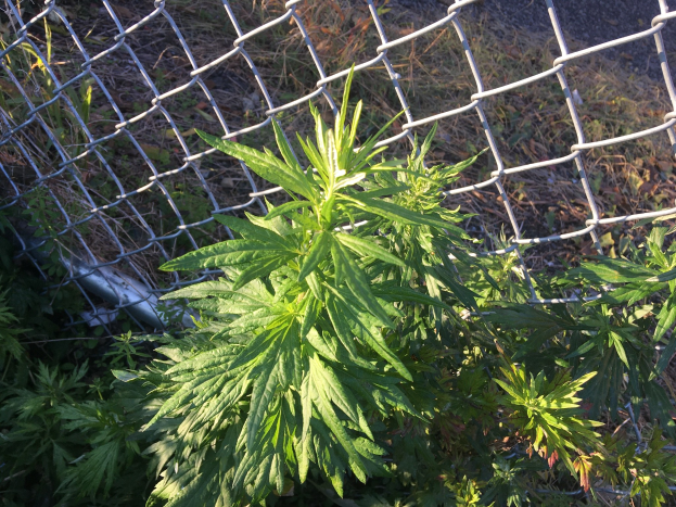 Marihuana-Pflanze wächst hinter einem Maschendrahtzaun mit saftig grünen Blättern und einer Straße im Hintergrund.